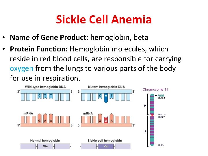 Sickle Cell Anemia • Name of Gene Product: hemoglobin, beta • Protein Function: Hemoglobin