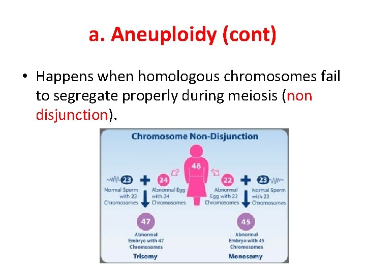 a. Aneuploidy (cont) • Happens when homologous chromosomes fail to segregate properly during meiosis