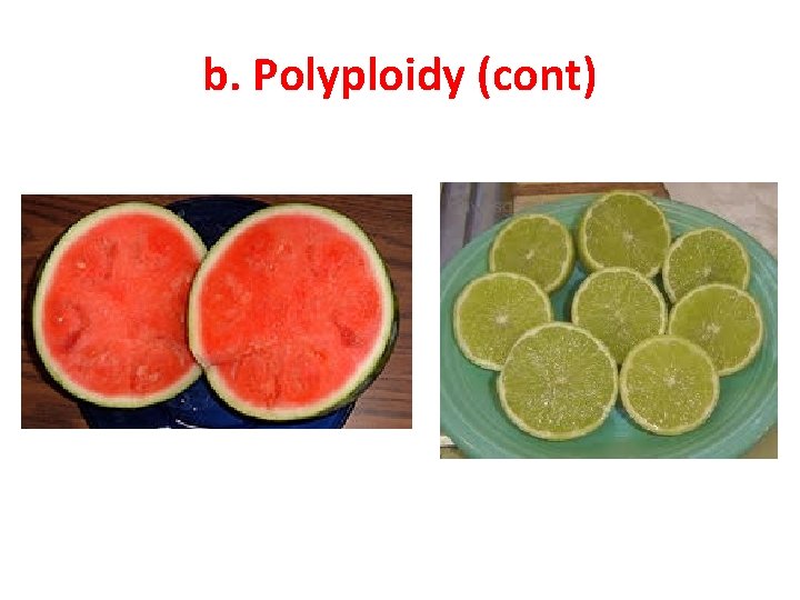 b. Polyploidy (cont) 