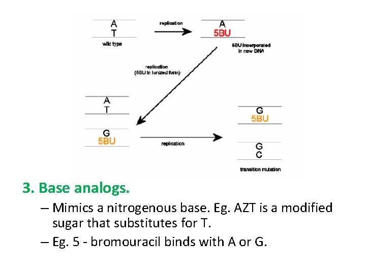 3. Base analogs. – Mimics a nitrogenous base. Eg. AZT is a modified sugar