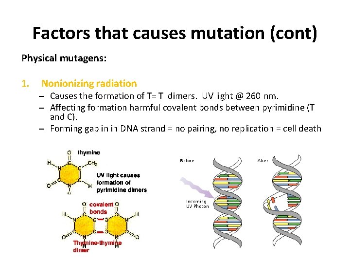 Factors that causes mutation (cont) Physical mutagens: 1. Nonionizing radiation – Causes the formation