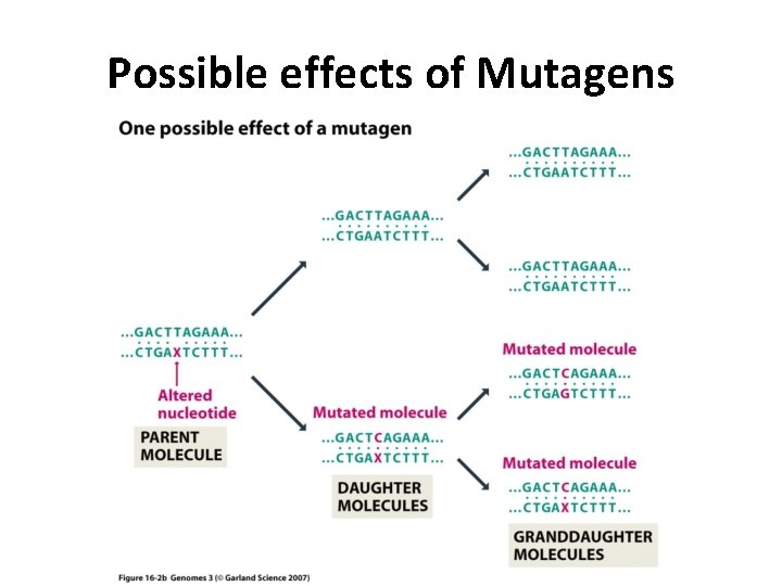 Possible effects of Mutagens 