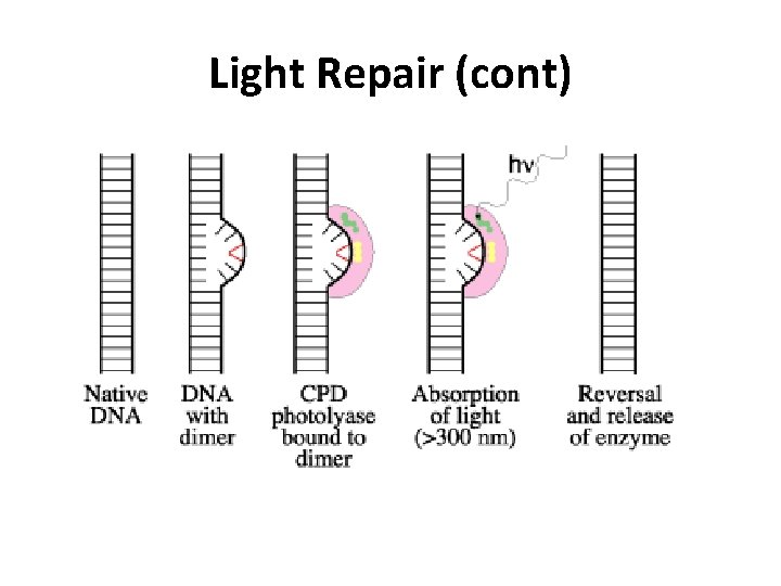 Light Repair (cont) 