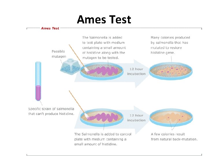 Ames Test 