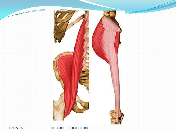 13/01/2022 m. bassin/ m region gluteale 10 