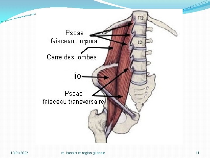 13/01/2022 m. bassin/ m region gluteale 11 