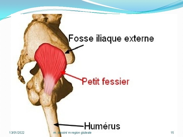 13/01/2022 m. bassin/ m region gluteale 15 