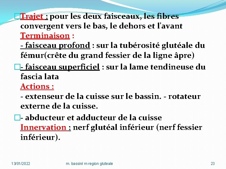 �Trajet : pour les deux faisceaux, les fibres convergent vers le bas, le dehors