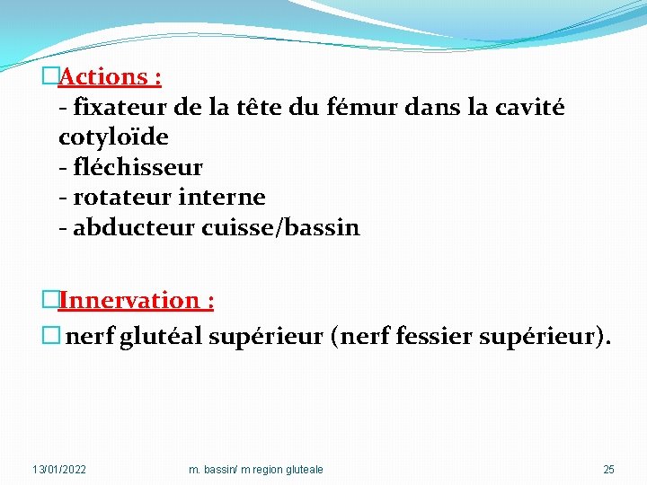 �Actions : - fixateur de la tête du fémur dans la cavité cotyloïde -