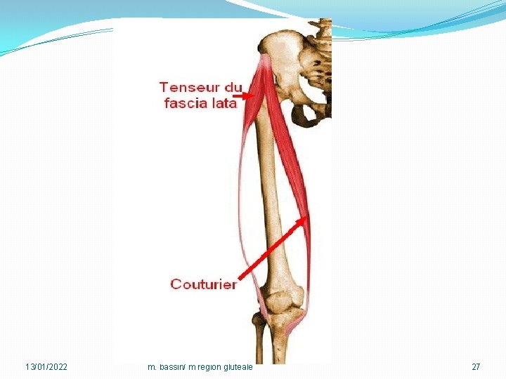 13/01/2022 m. bassin/ m region gluteale 27 