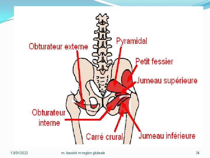 13/01/2022 m. bassin/ m region gluteale 34 