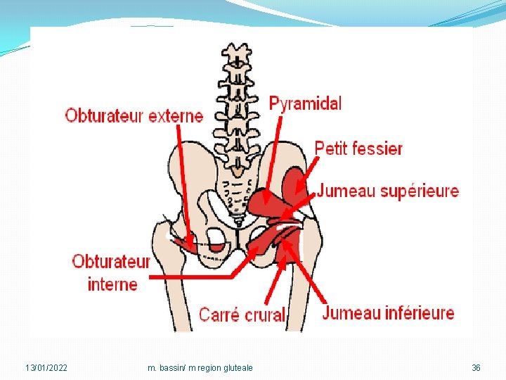 13/01/2022 m. bassin/ m region gluteale 36 