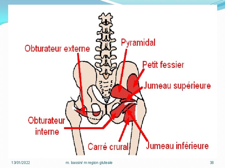 13/01/2022 m. bassin/ m region gluteale 38 