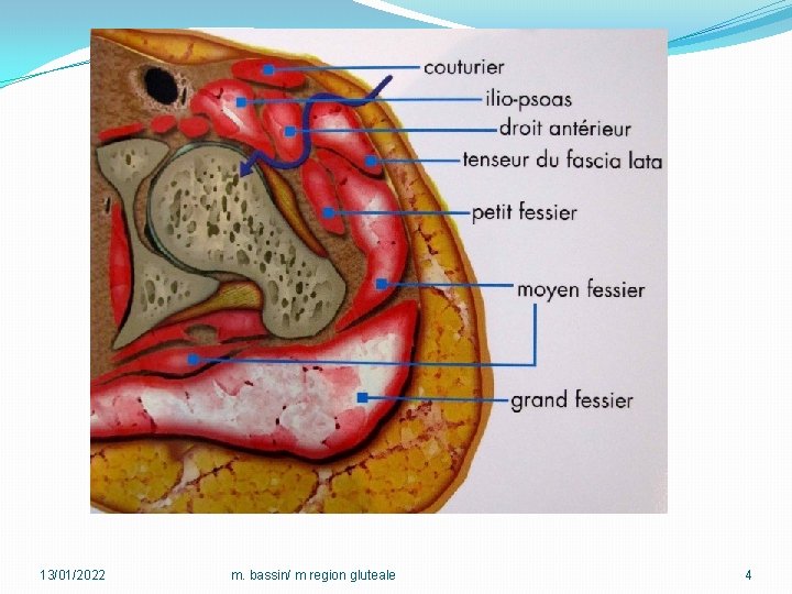 13/01/2022 m. bassin/ m region gluteale 4 