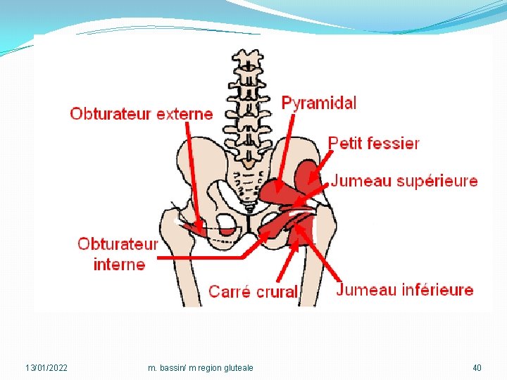 13/01/2022 m. bassin/ m region gluteale 40 