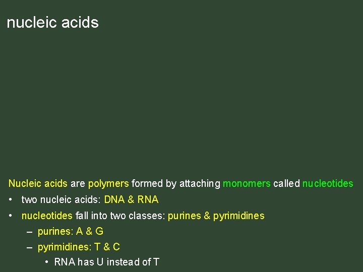 nucleic acids Nucleic acids are polymers formed by attaching monomers called nucleotides • two nucleic acids Nucleic acids are polymers formed by attaching monomers called nucleotides • two