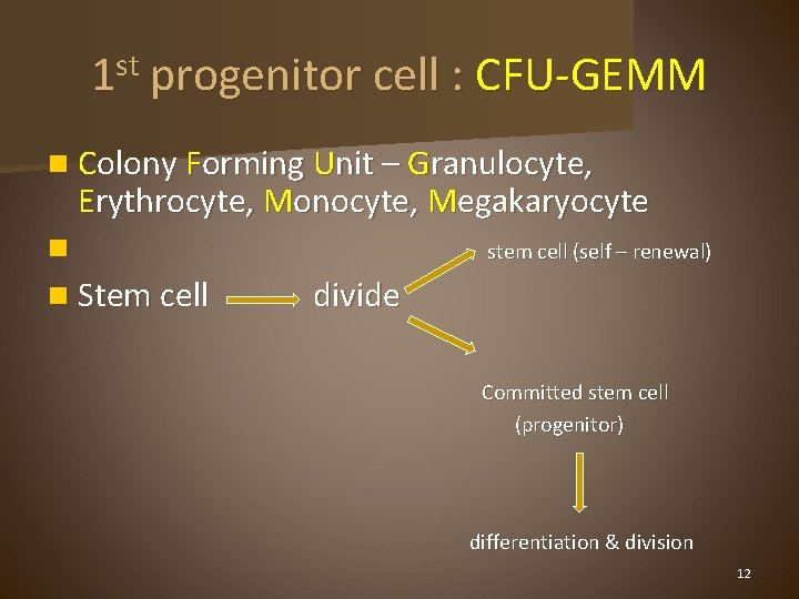 1 st progenitor cell : CFU-GEMM n Colony Forming Unit – Granulocyte, Erythrocyte, Monocyte,