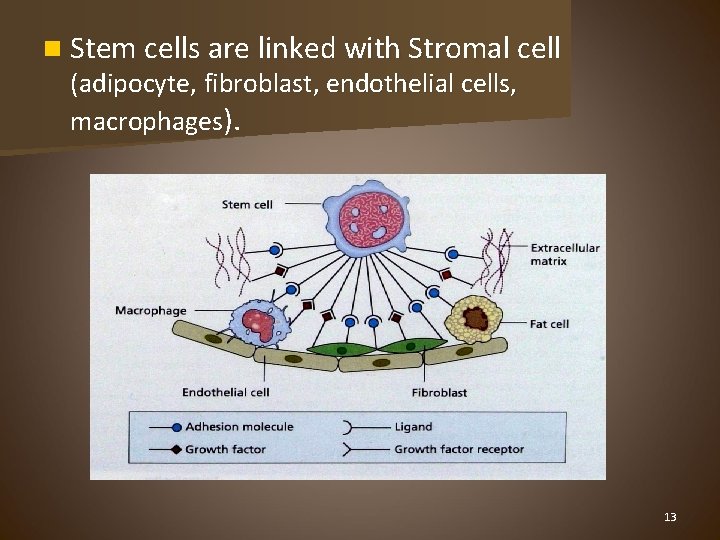 n Stem cells are linked with Stromal cell (adipocyte, fibroblast, endothelial cells, macrophages). 13