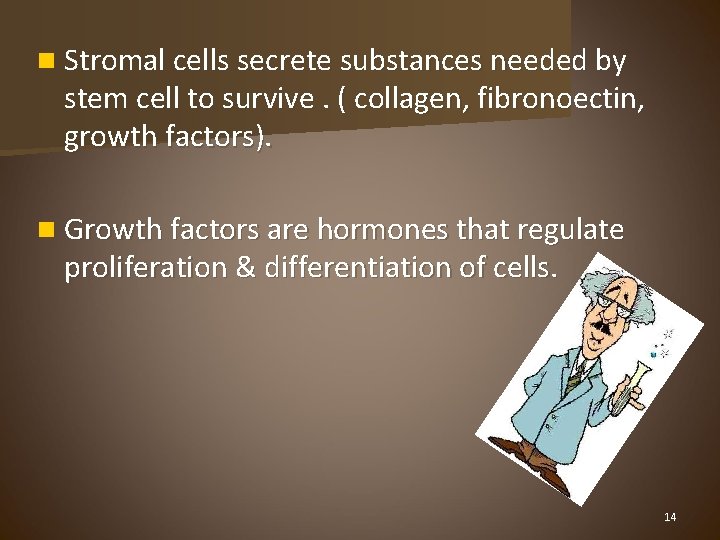 n Stromal cells secrete substances needed by stem cell to survive. ( collagen, fibronoectin,