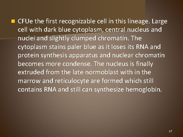 n CFUe the first recognizable cell in this lineage. Large cell with dark blue