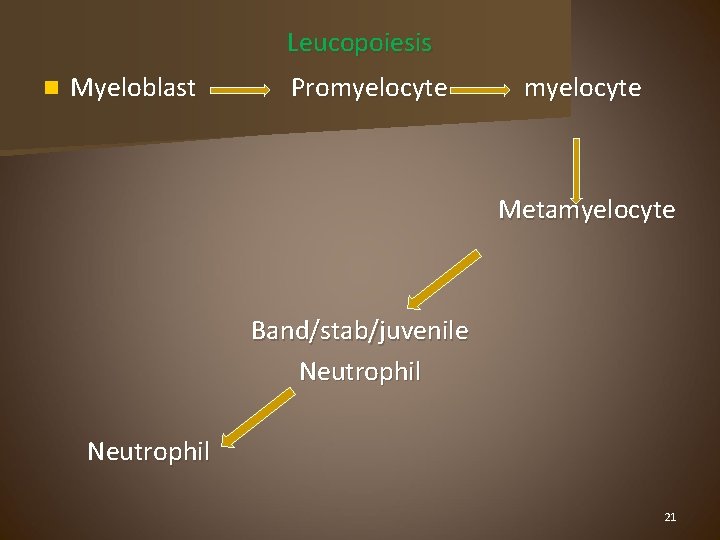 Leucopoiesis n Myeloblast Promyelocyte Metamyelocyte Band/stab/juvenile Neutrophil 21 