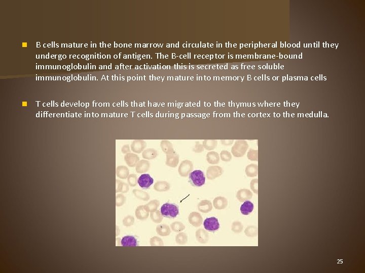n B cells mature in the bone marrow and circulate in the peripheral blood