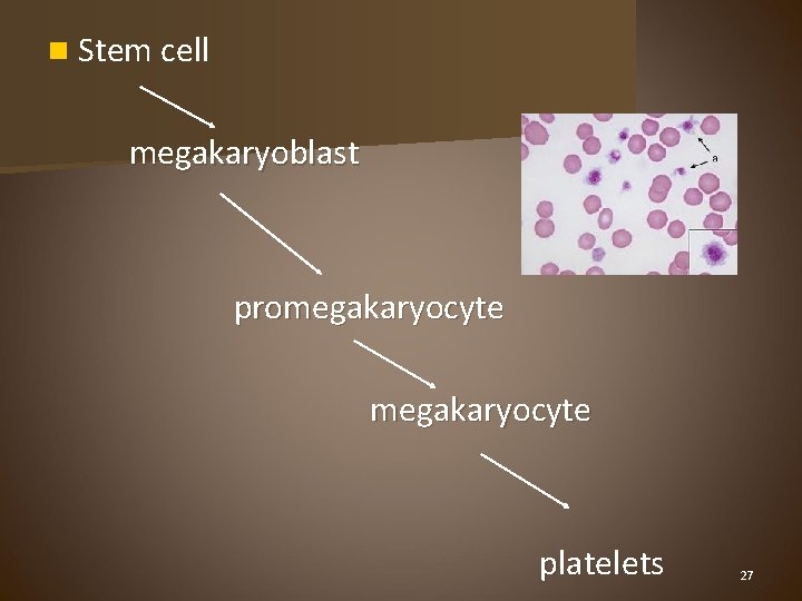 n Stem cell megakaryoblast promegakaryocyte platelets 27 