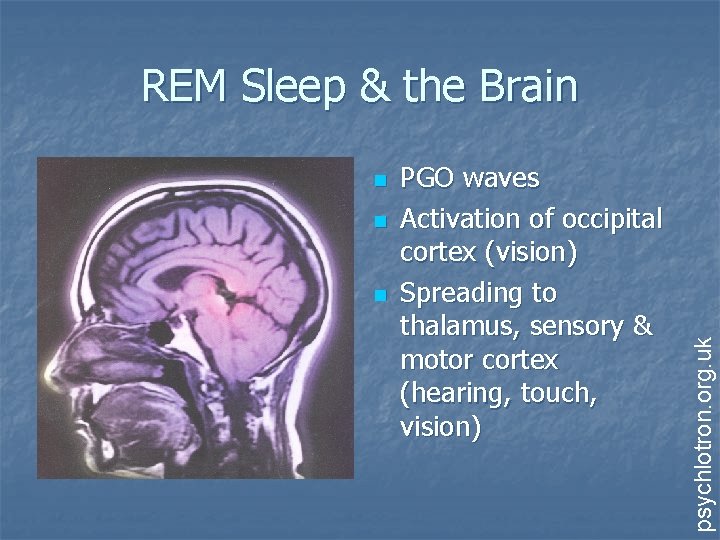 n n n PGO waves Activation of occipital cortex (vision) Spreading to thalamus, sensory