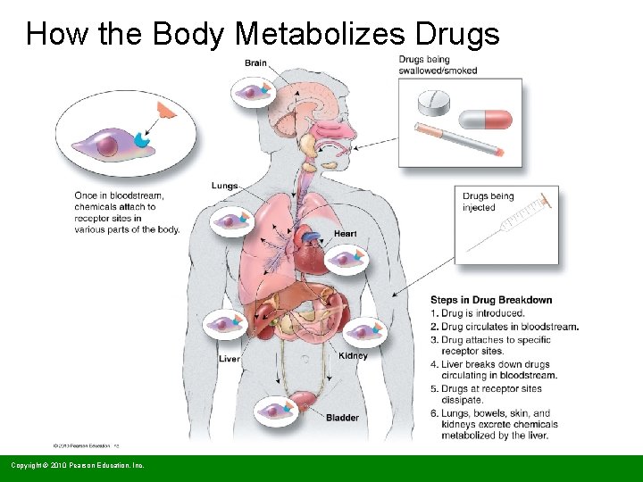 How the Body Metabolizes Drugs Copyright © 2010 Pearson Education, Inc. 