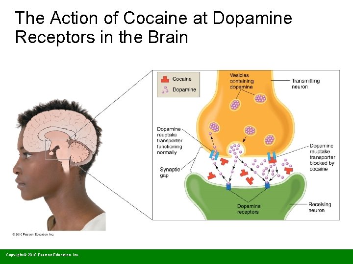 The Action of Cocaine at Dopamine Receptors in the Brain Copyright © 2010 Pearson