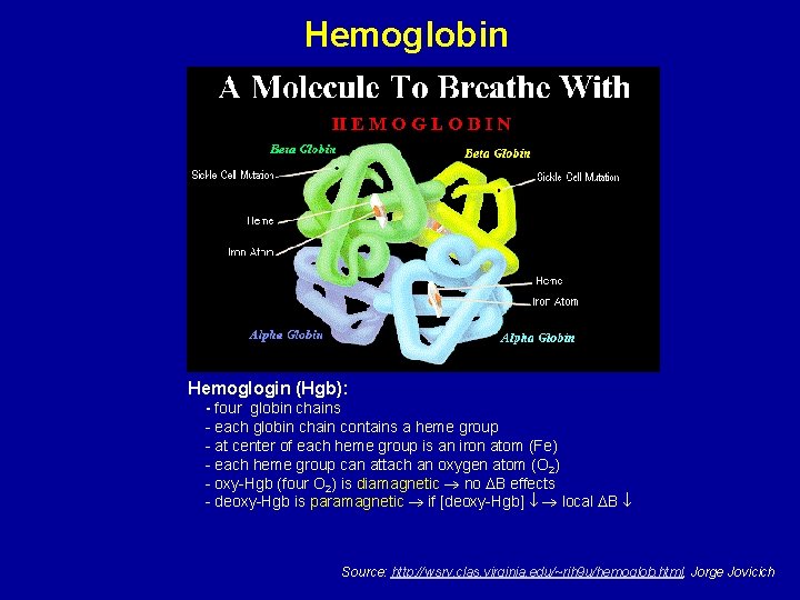 Hemoglobin Hemoglogin (Hgb): - four globin chains - each globin chain contains a heme