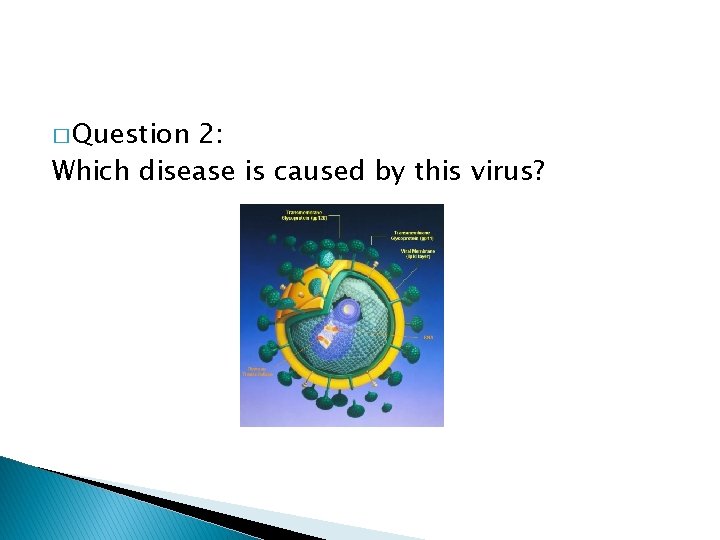 � Question 2: Which disease is caused by this virus? 