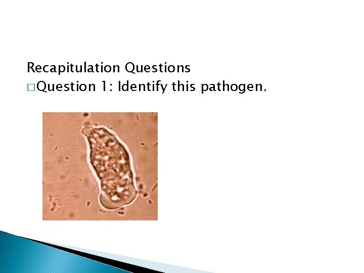 Recapitulation Questions � Question 1: Identify this pathogen. 