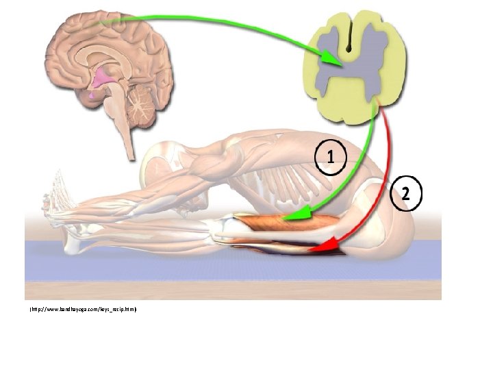 (http: //www. bandhayoga. com/keys_recip. html) 