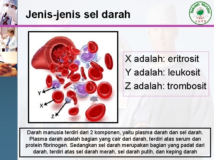 Jenis-jenis sel darah X adalah: eritrosit Y adalah: leukosit Z adalah: trombosit Darah manusia