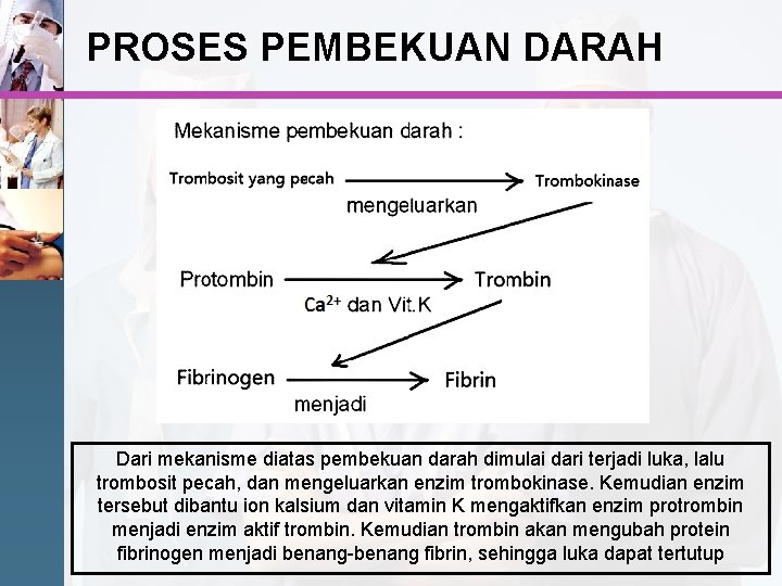 PROSES PEMBEKUAN DARAH Dari mekanisme diatas pembekuan darah dimulai dari terjadi luka, lalu trombosit