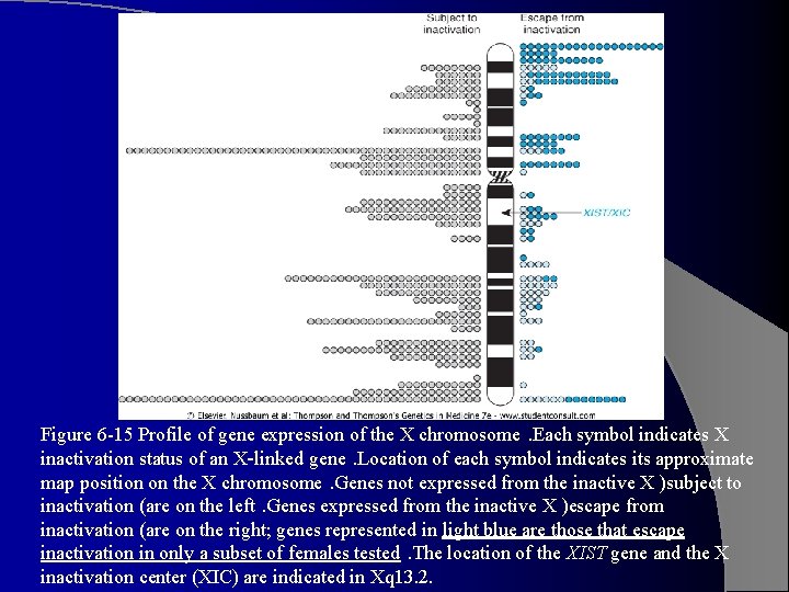 Figure 6 -15 Profile of gene expression of the X chromosome. Each symbol indicates