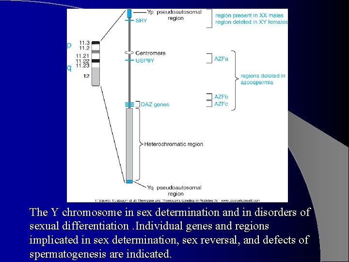The Y chromosome in sex determination and in disorders of sexual differentiation. Individual genes