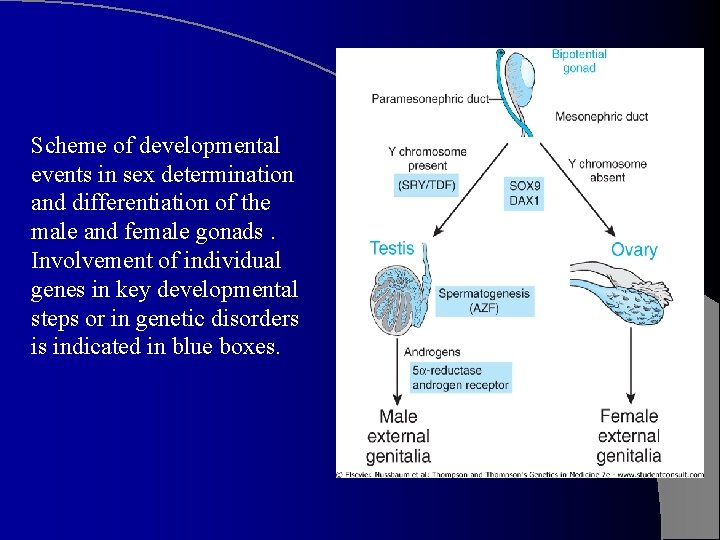 Scheme of developmental events in sex determination and differentiation of the male and female
