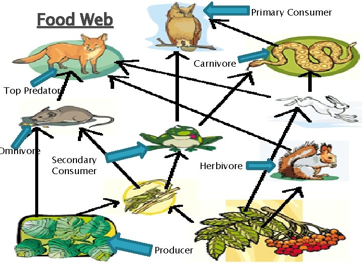 Primary Consumer Food Web Carnivore Top Predator Omnivore Secondary Consumer Herbivore Producer 