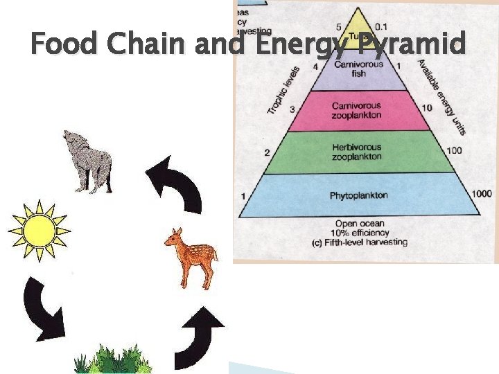 Food Chain and Energy Pyramid 