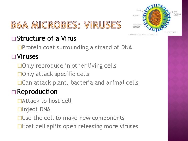 � Structure �Protein of a Virus coat surrounding a strand of DNA � Viruses