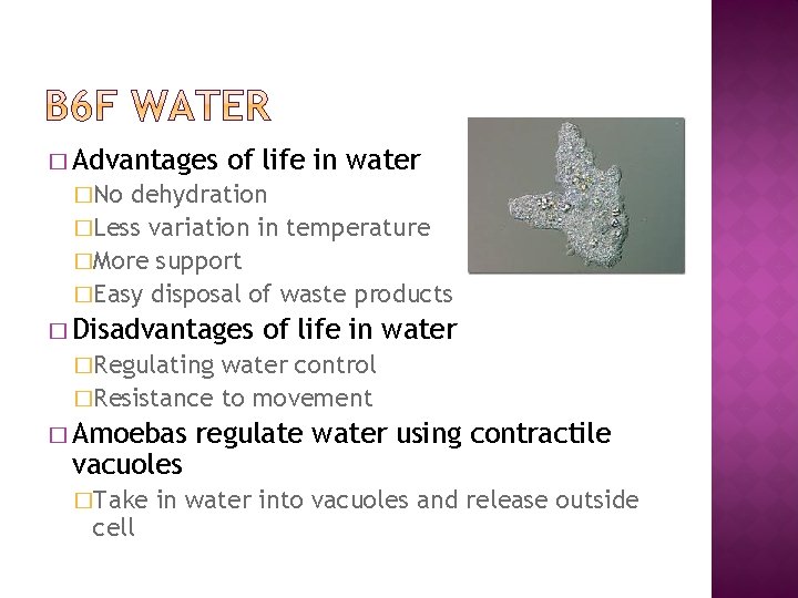 � Advantages of life in water �No dehydration �Less variation in temperature �More support