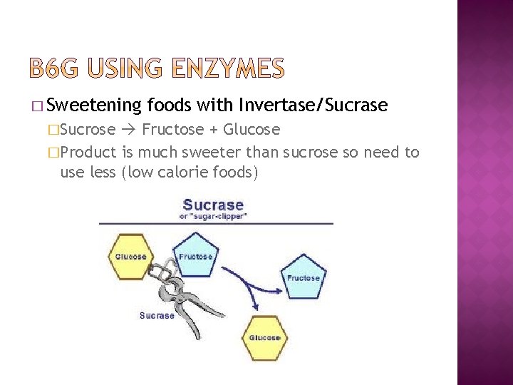 � Sweetening �Sucrose foods with Invertase/Sucrase Fructose + Glucose �Product is much sweeter than