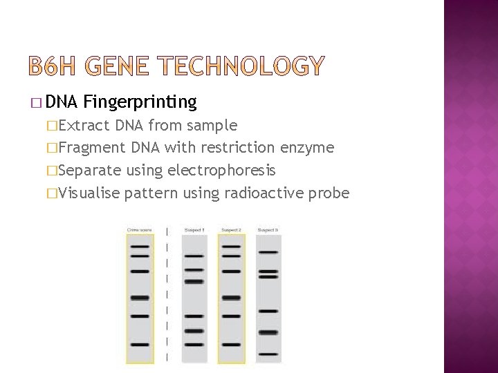 � DNA Fingerprinting �Extract DNA from sample �Fragment DNA with restriction enzyme �Separate using