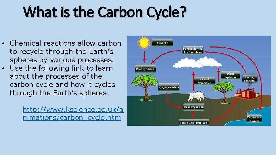 What is the Carbon Cycle? • Chemical reactions allow carbon to recycle through the