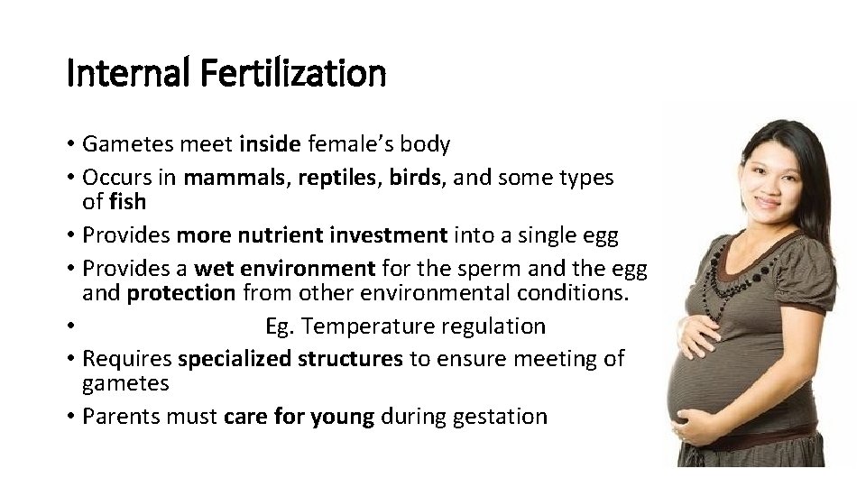 Internal Fertilization • Gametes meet inside female’s body • Occurs in mammals, reptiles, birds,