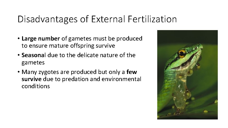 Disadvantages of External Fertilization • Large number of gametes must be produced to ensure