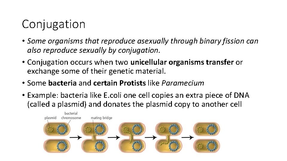 Conjugation • Some organisms that reproduce asexually through binary fission can also reproduce sexually