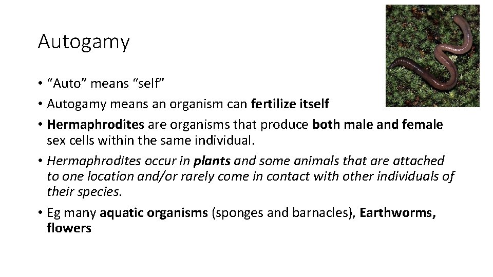 Autogamy • “Auto” means “self” • Autogamy means an organism can fertilize itself •